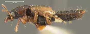 Media type: image;   Entomology 24062 Aspect: habitus lateral view